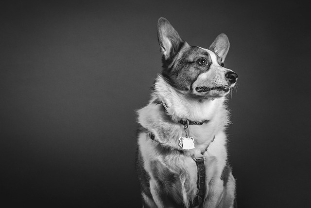 What are signs my dog has a urinary tract infection?