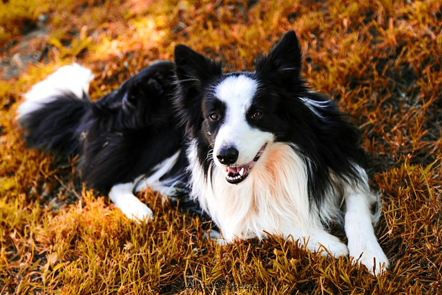 How to shave a dog with matted fur
