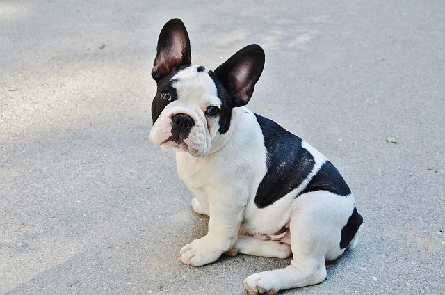 How to train an aggressive dog that bites?