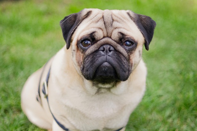 How to treat a dog with an infected wound?