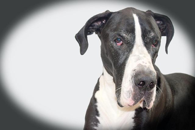 do dogs need paw protection
