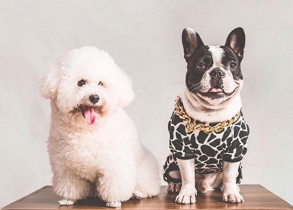 At what age do puppies stop peeing insid