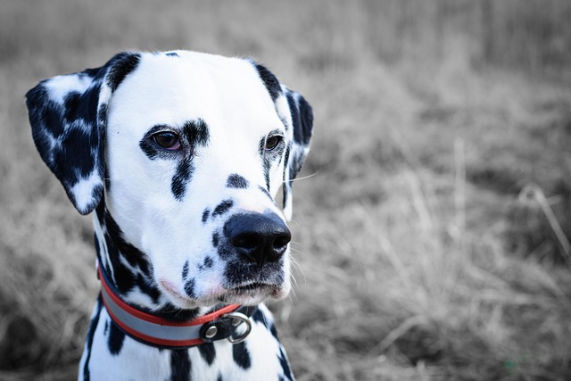 How to start training your dog for agility?