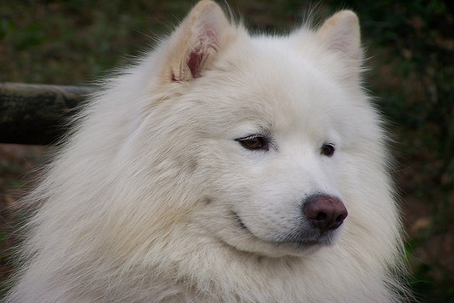 what will seizures do to a dog