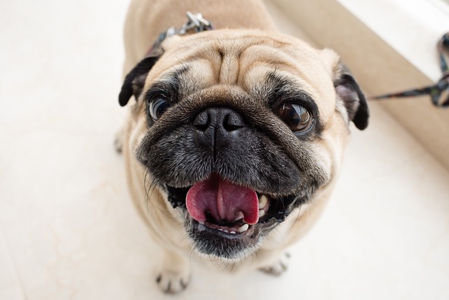 How do I know when my dog needs a bath?