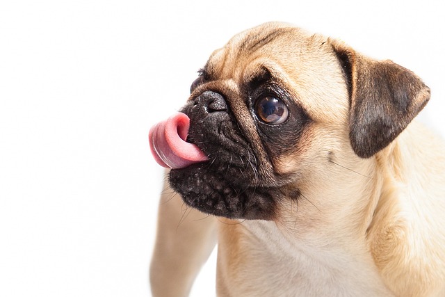 How to potty train a stubborn puppy?