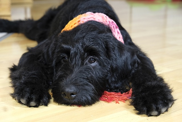 What happens if a dog eats chocolate but seems fine