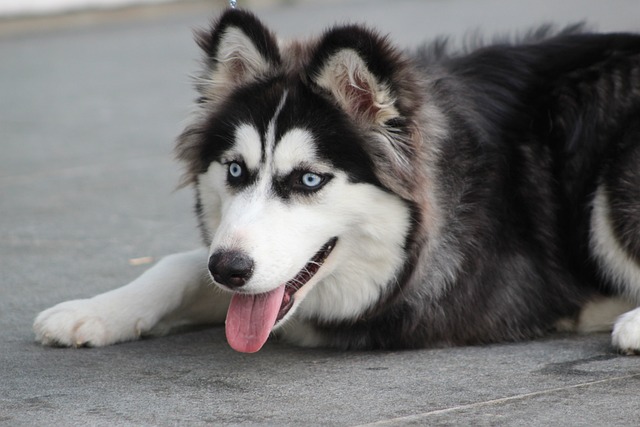Are Huskies prone to stomach issues?
