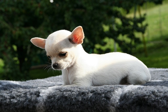 Is separation anxiety permanent in dogs