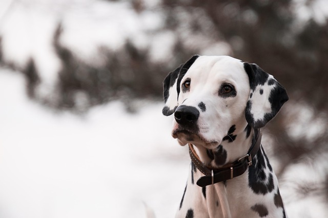 Which dog is most difficult to train?