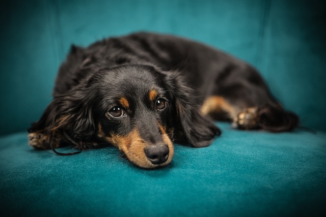What are the signs of hip dysplasia in a German Shepher