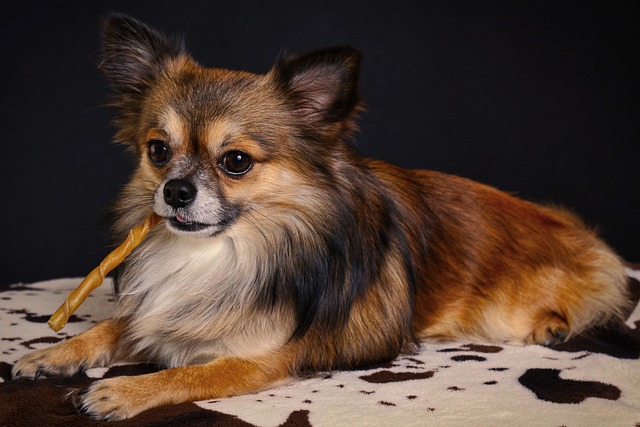 How to comfort a dog scared of fireworks?