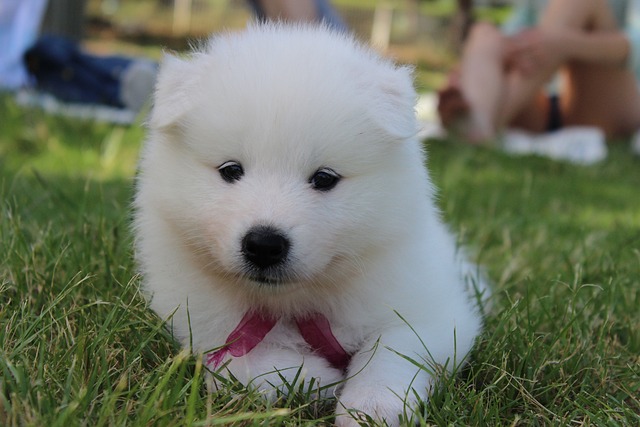 Are Samoyeds easy to train?