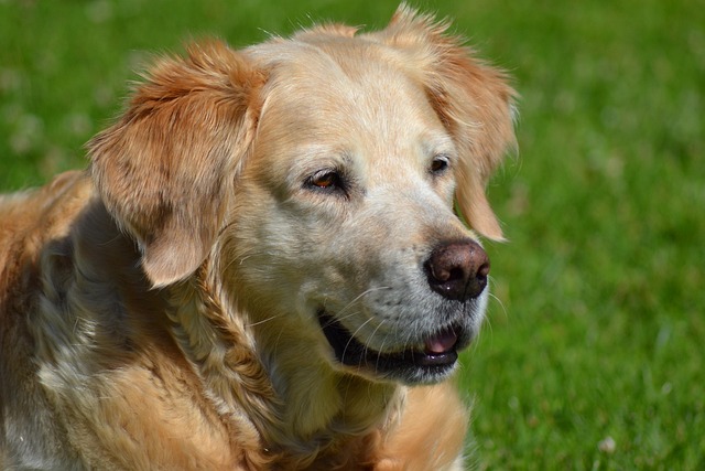 Why does my dog get sick in the summer