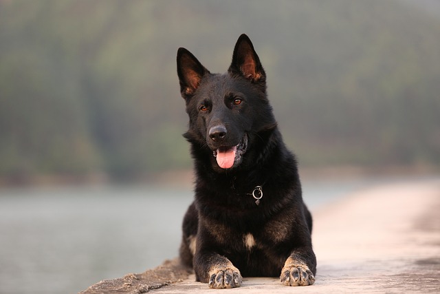 What are the behavioral issues of a Border Collie?
