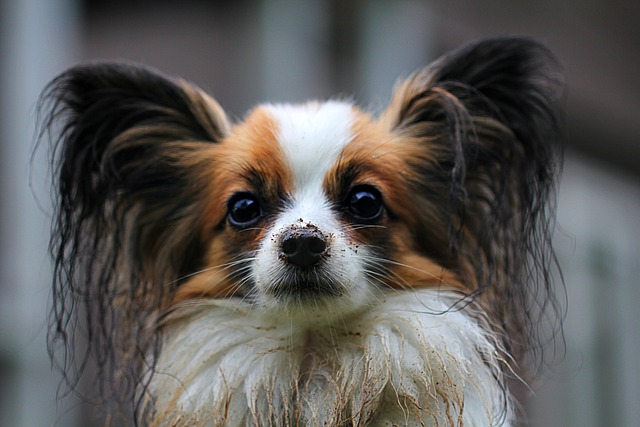 Is it safe to use vinegar to clean dogs' ears