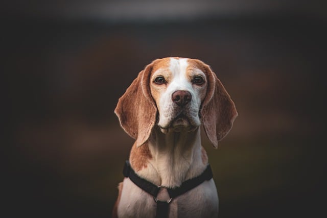 Is it better to brush a dog before or after a bath?