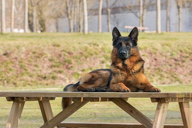 how to help my dog in hot weather