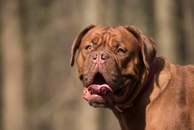 why do dogs bark at fireworks