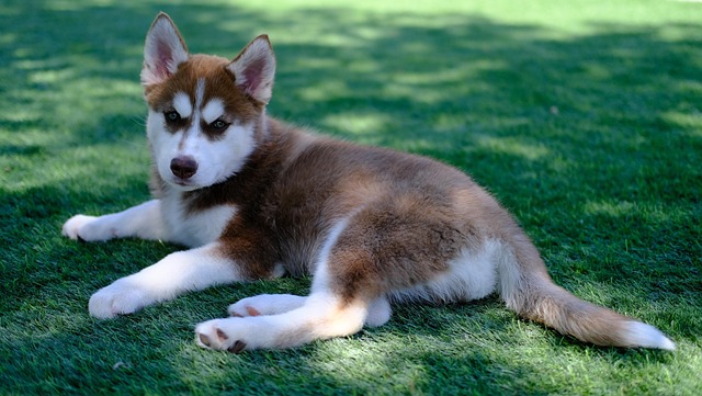 Are Huskies prone to digestive problems?