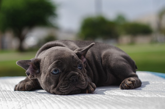 Do French bulldogs have problems with their backs?