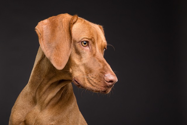 What are the first signs of elbow dysplasia in dogs?