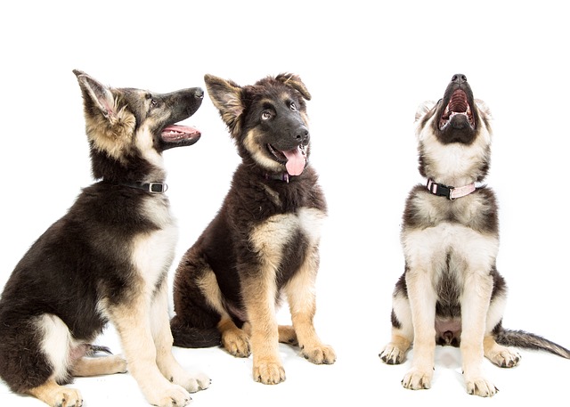 How do you know if your senior dog is healthy at night?
