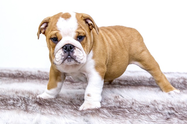 what is mat training for dogs