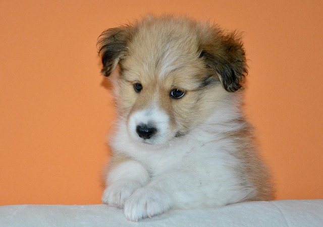 What to feed a dog with a kidney infection?