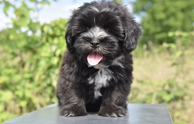 What treats can I give a 3 month old puppy