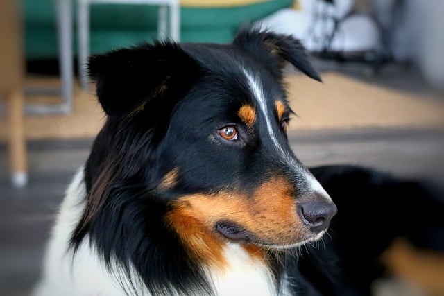 What is the minimum time between dog vaccinations