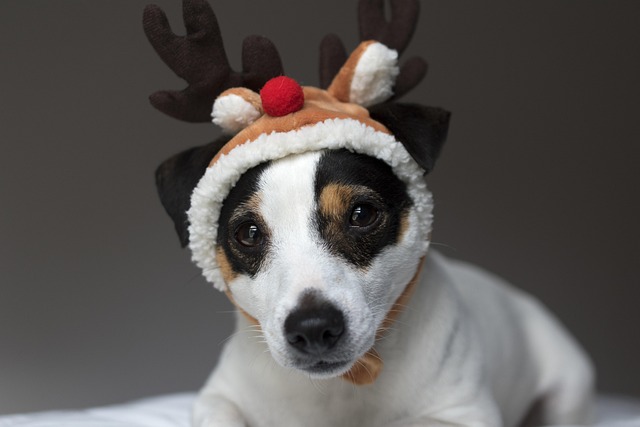 What does a dog with hip dysplasia look like when walking?