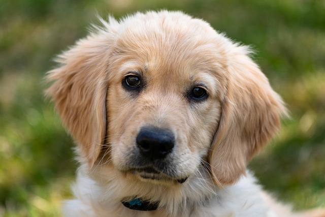 How to tell whether golden retriever canine distemper is in the early or late stages?