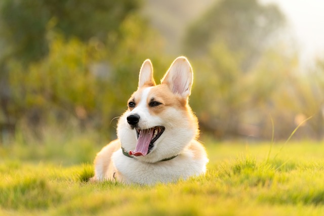 How do I get my dog to stop howling when left alone