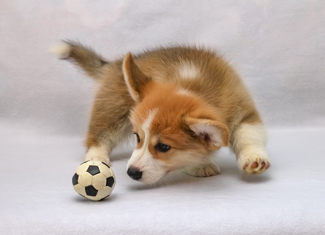 What are the behavior issues with Corgis?