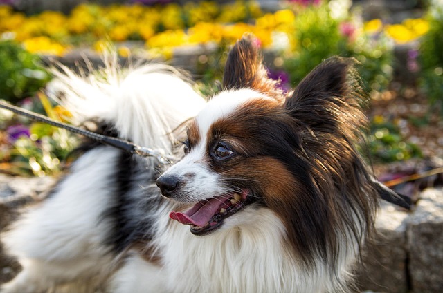 Is using plaque removal powder for dogs really effective
