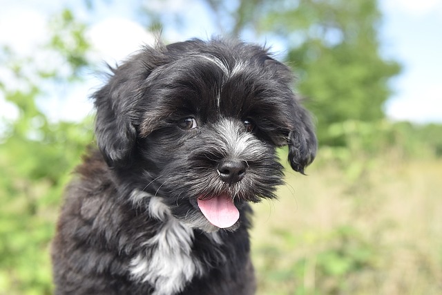 What punishment does the Bichon Frise fear the most?