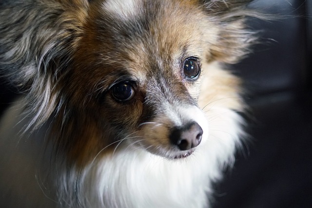 How to relieve dog's constant vomiting?