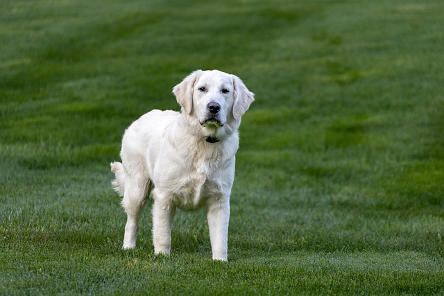 How to change dog food without upsetting stomach?
