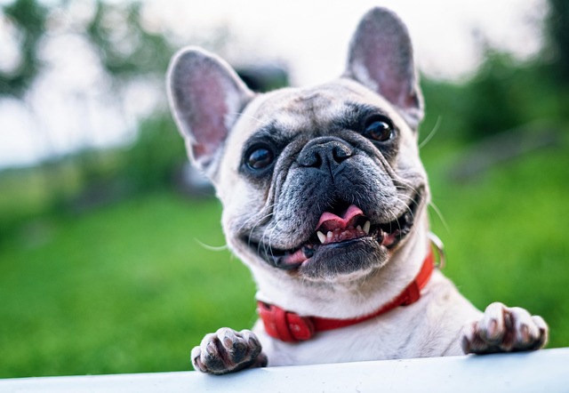 How to stop a dog from being scared of cars?