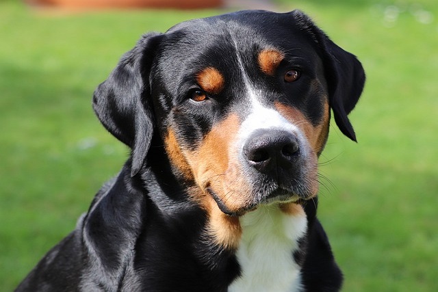 Is there a soothing spray for dogs with itchy skin