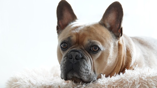 Do dogs need to be sedated for ear cleaning