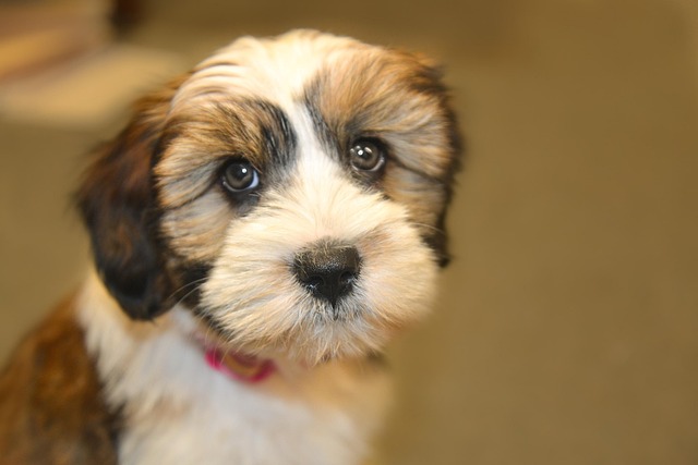 What Are the Symptoms of Calcium Deficiency in Puppies?