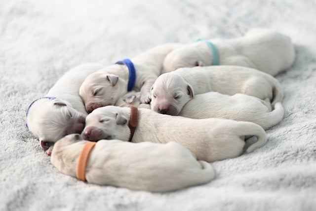 At what age do dogs recognize their name