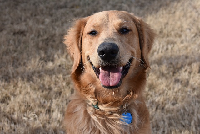 What natural methods are available to treat eye infections in dogs