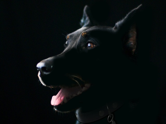 Should I give my puppy calcium supplements?