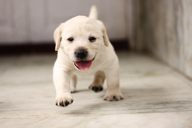 When do lab puppies lose their puppy coat?