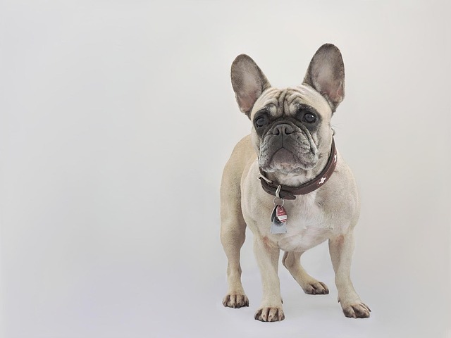 How do I tell if my puppy will have long or short hair?