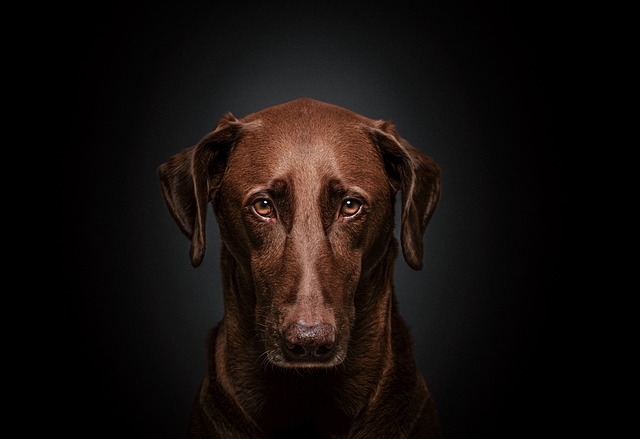 How to treat fungal dermatitis in dogs at home?