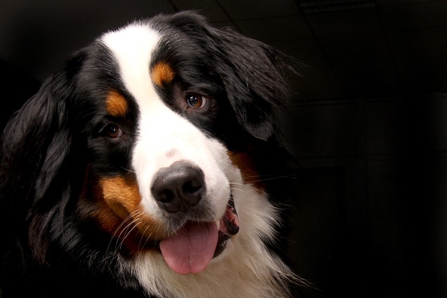 How to treat worm infestation in dogs?